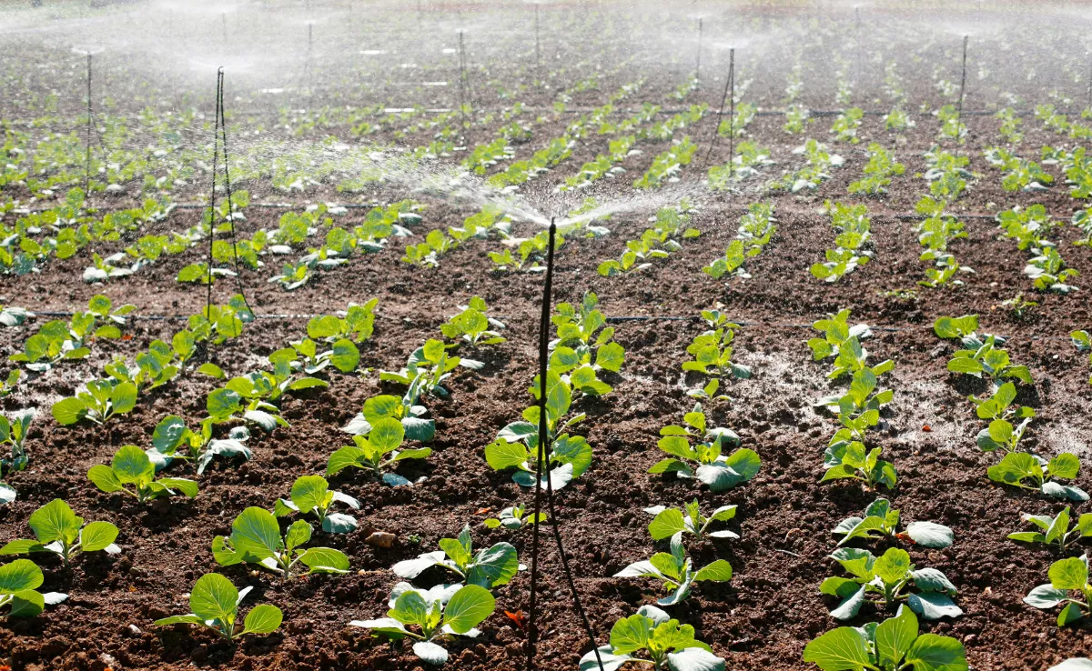 El riego de un cultivo. / IMAGEN DE LA RED