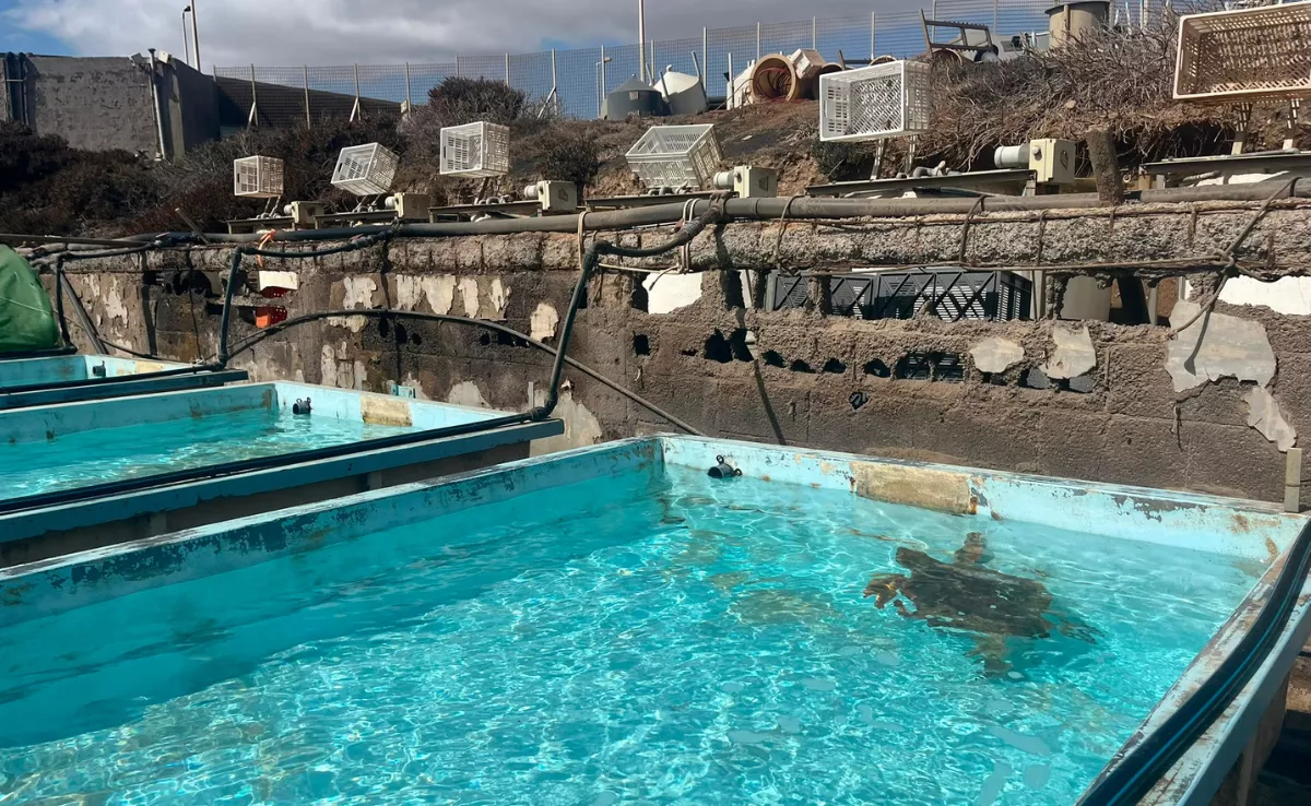 Estado en el que se encuentra el Centro de Fauna Marina de Taliarte. / AH