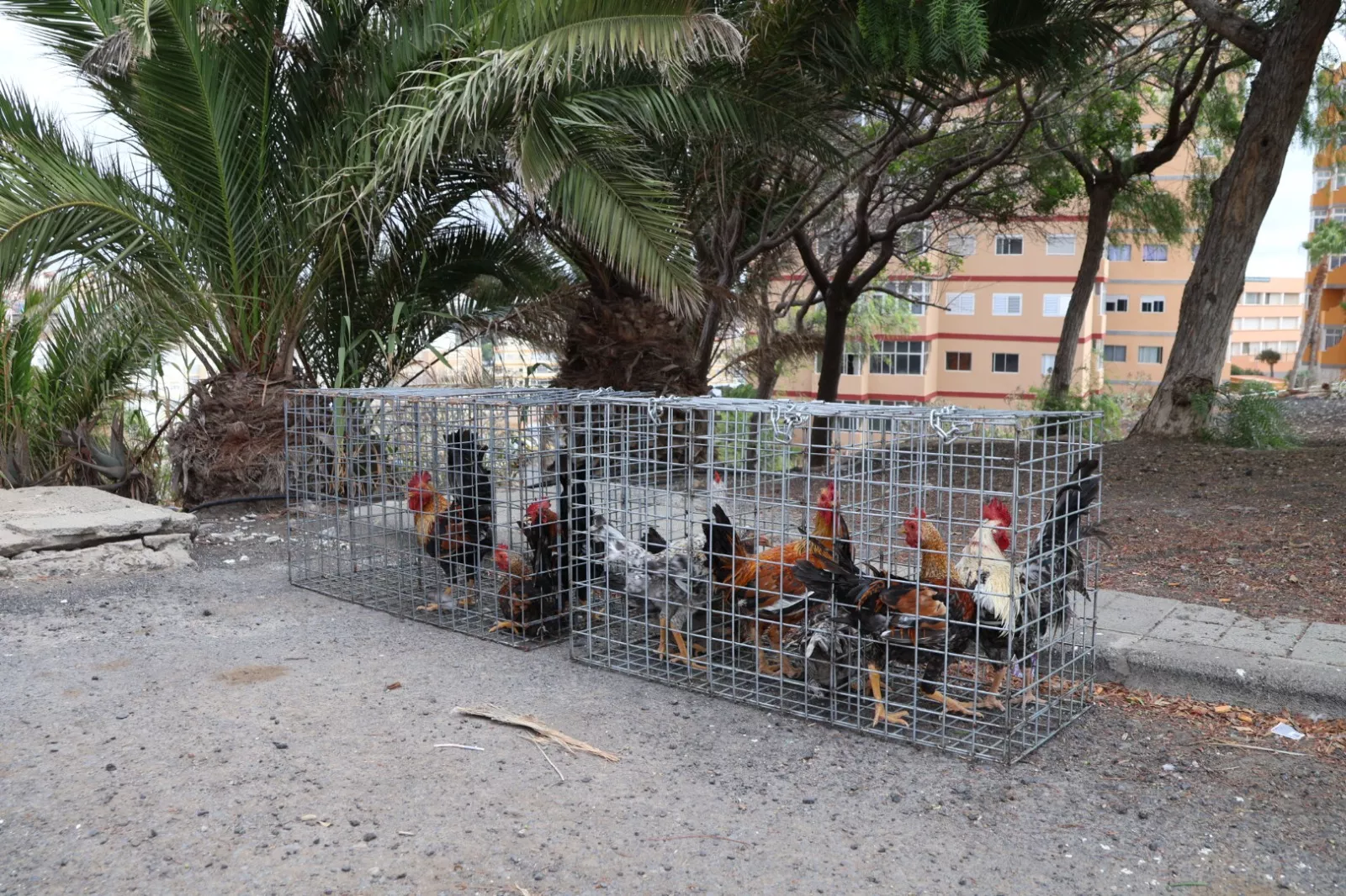 El Ayuntamiento retira cerca de 700 ejemplares de aves en barrios de la ciudad durante el último año. AH