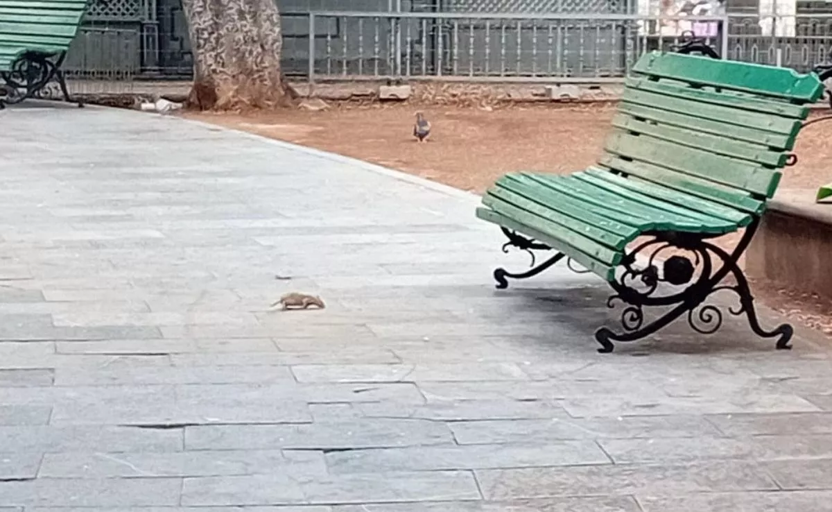 Una rata se pasea por la plaza de El Príncipe a plena luz del día y ante la mirada de los visitantes |AH