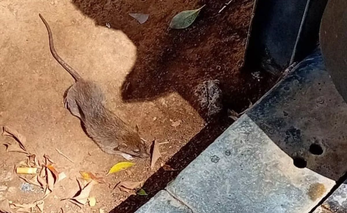 Rata en la plaza de El Príncipe el domingo 30 de agosto |AH