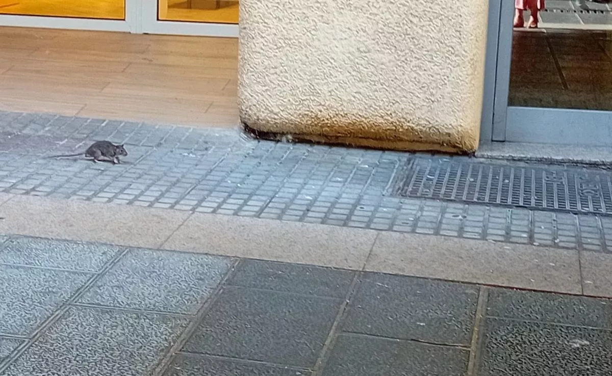 Rata en la calle Castillo en agosto 2026 |AH
