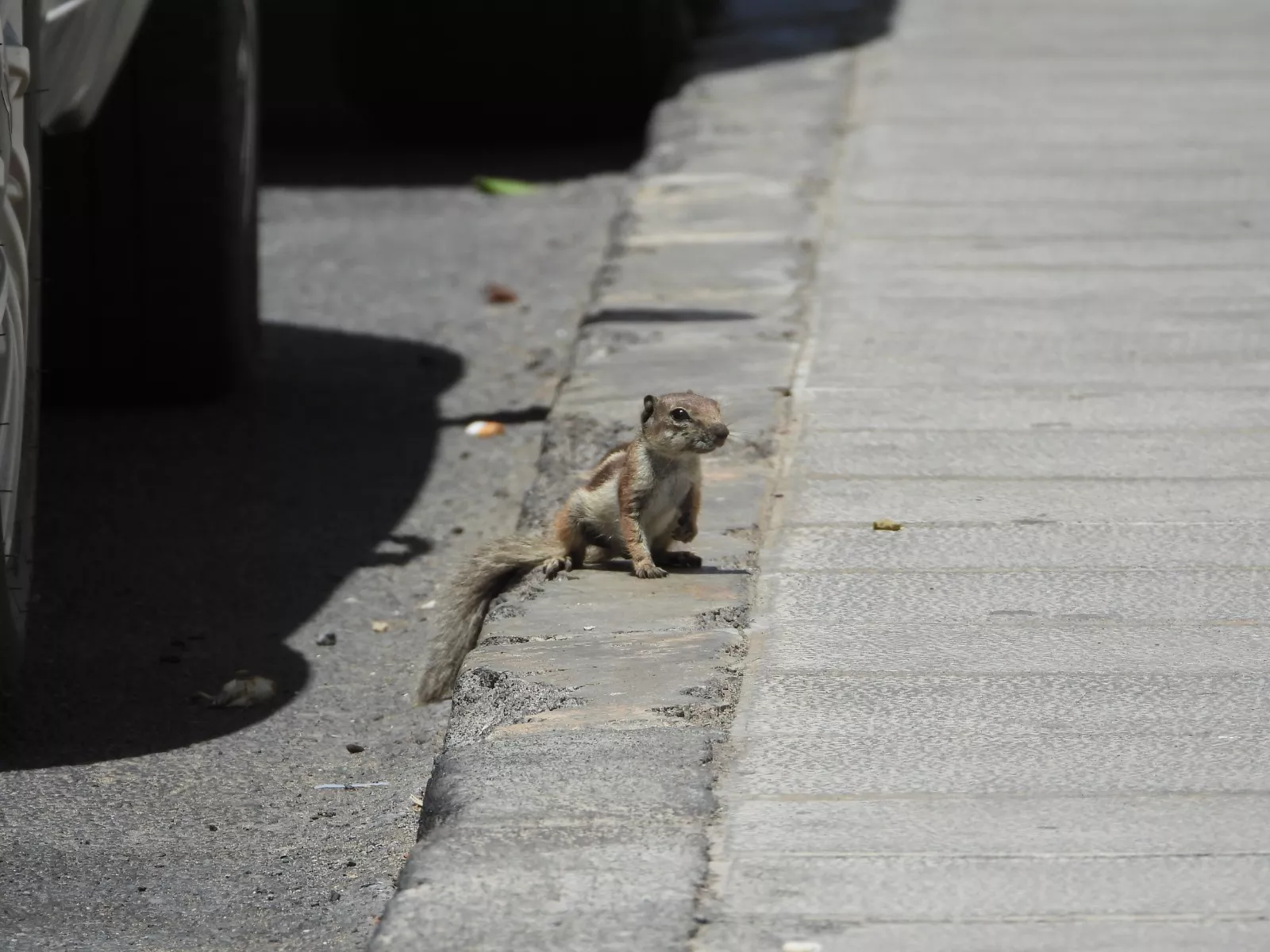 Una ardilla moruna en Lanzarote. AH