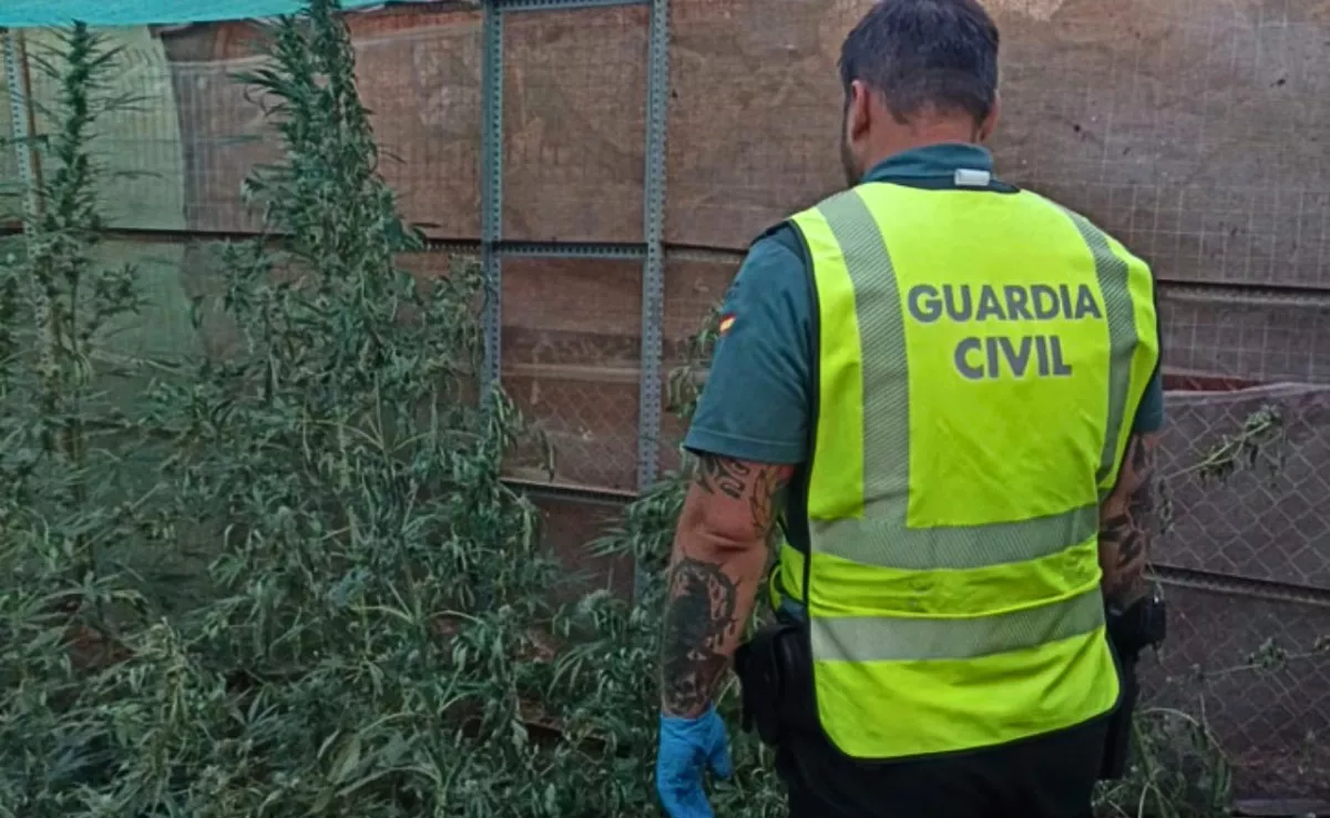 La Guardia Civil investiga a un joven de 27 años por la plantación de marihuana / GUARDIA CIVIL