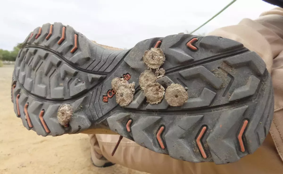 Frutos de 'Neurada procumbens' enganchados a la suela del zapato / E. MEDINA LORENZO Frutos de 'Neurada procumbens' enganchados a la suela del zapato / E. MEDINA LORENZO