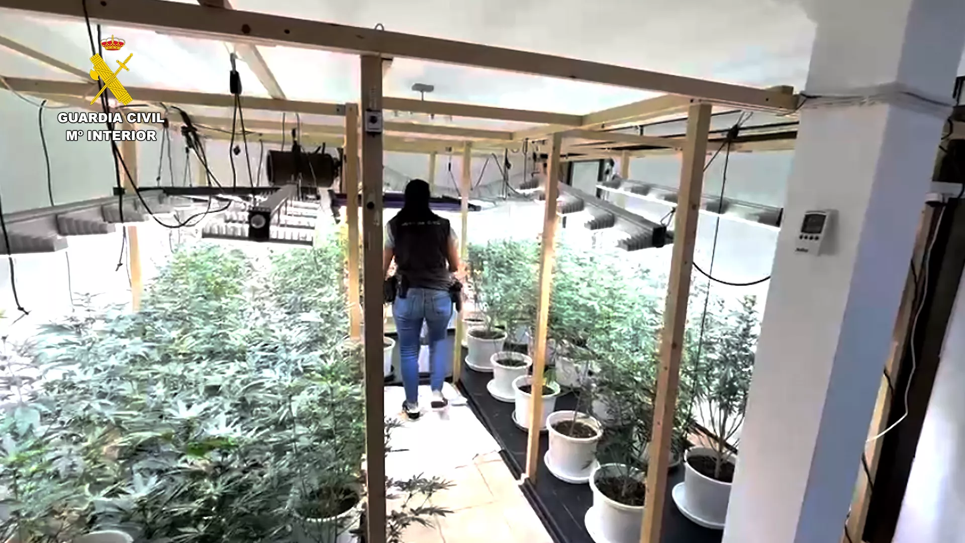 La Guardia Civil desmantela una plantación de marihuana en una casa de Tacoronte. / GUARDIA CIVIL