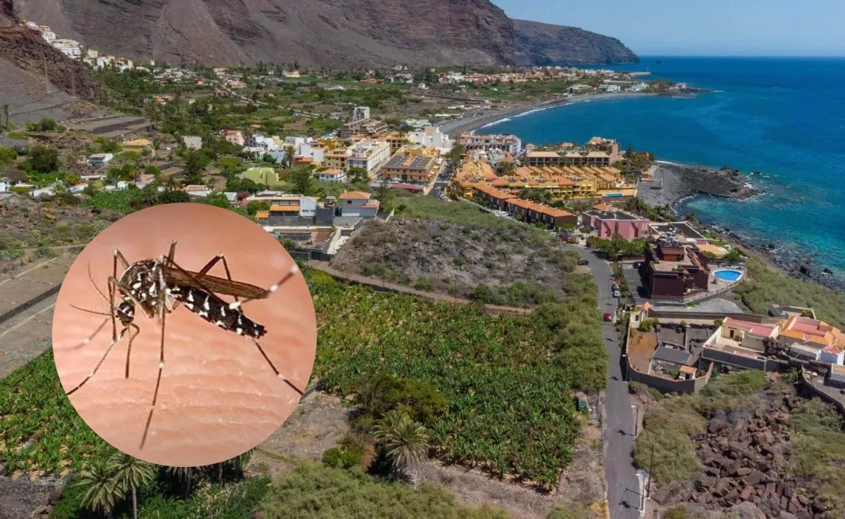 Imagen del Aedes albopictus junto a una foto aérea de Valle Gran Rey. / AH