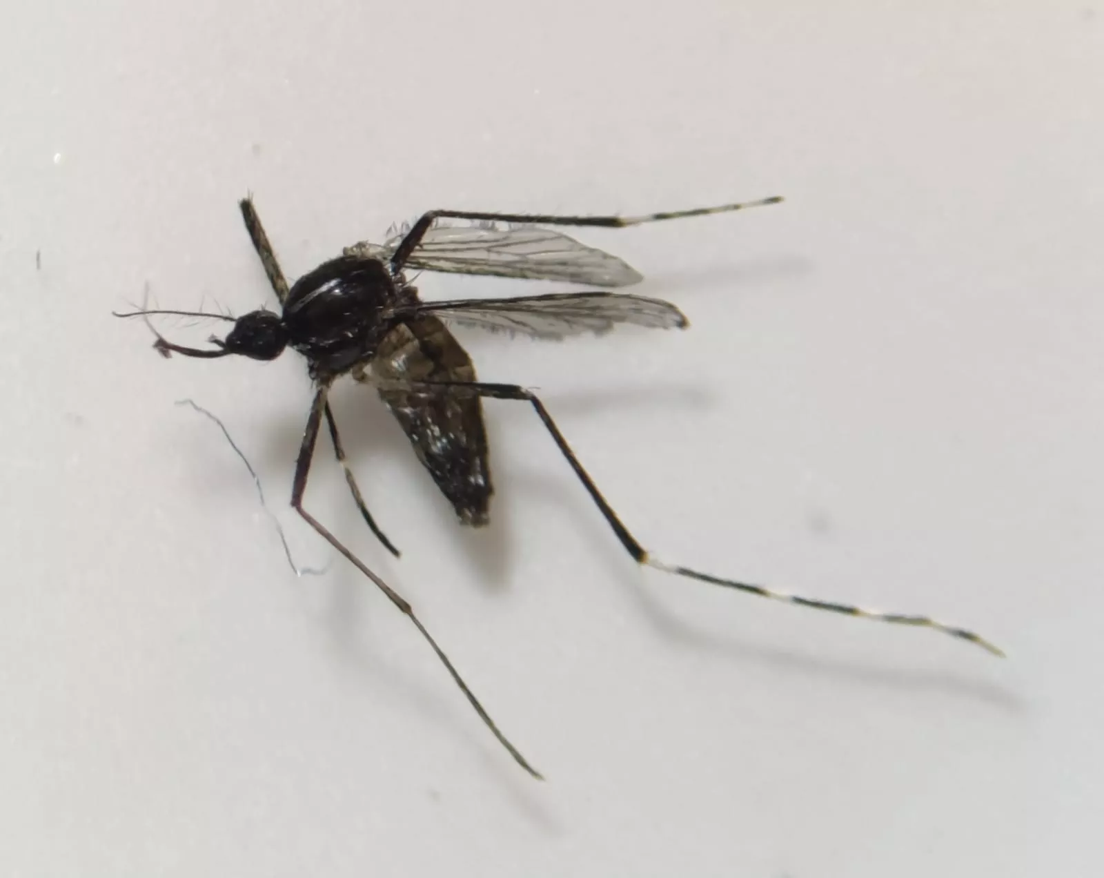 Ejemplar de mosquito Aedes Albopictus. AH