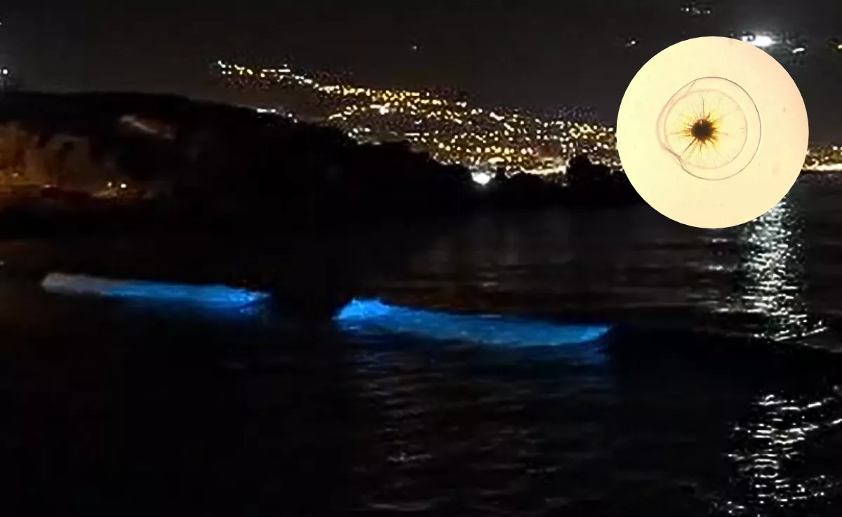 Fotograma de un vídeo sobre la bioluminiscencia en el mar de Candelaria y la microalga causante del fenómeno. / CEDIDAS