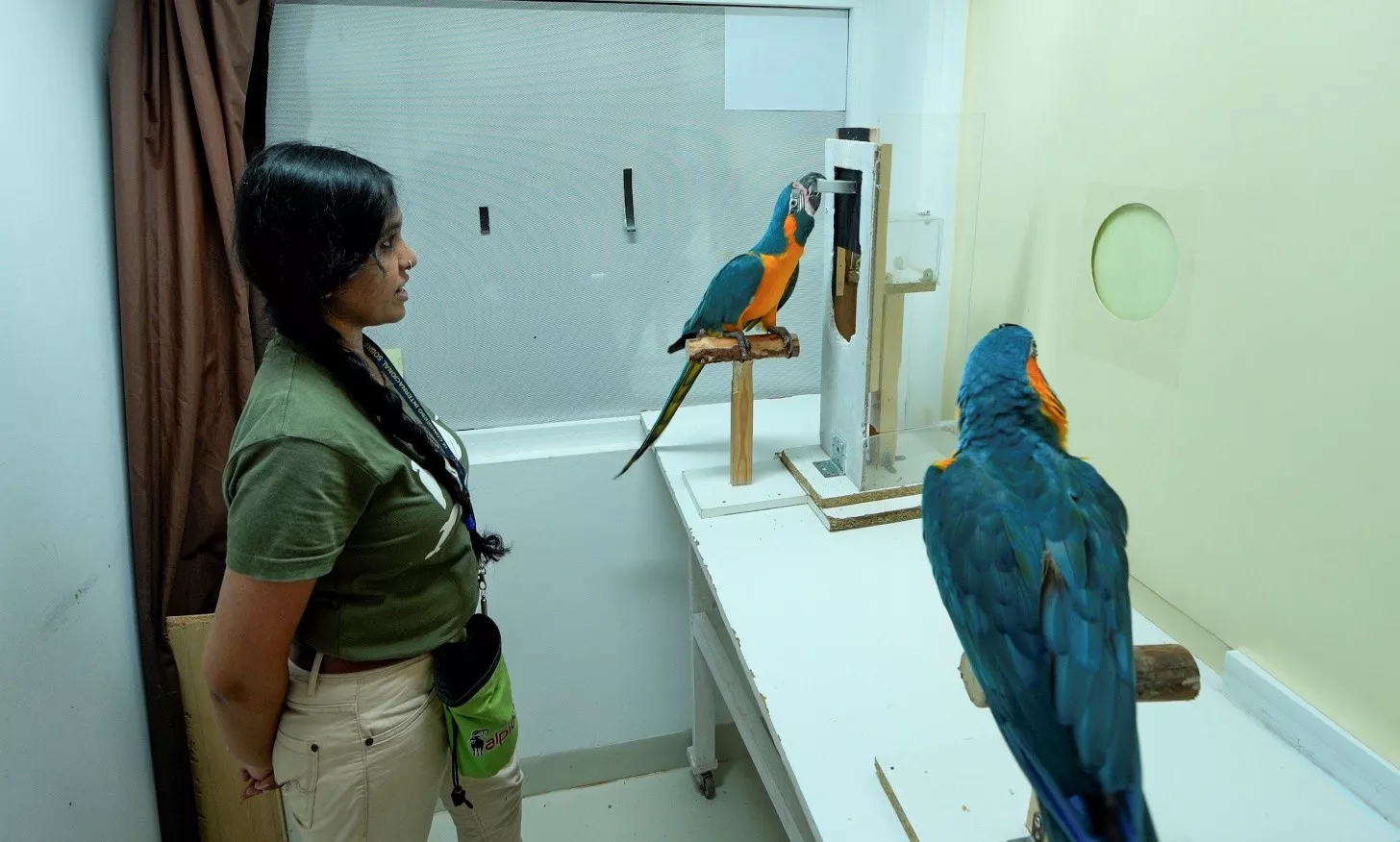 El sujeto observa cómo el demostrador abre la puerta hacia arriba, pese a que la reacción natural es deslizarla hacia abajo. / LORO PARQUE