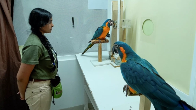 La tarea del tapón: antes de realizar la prueba, el sujeto observa cómo el demostrador, en segundo plano, empuja el tapón hacia dentro para abrir la ventana de recompensa. La reacción natural es tirar del tapón hacia fuera. / LORO PARQUE