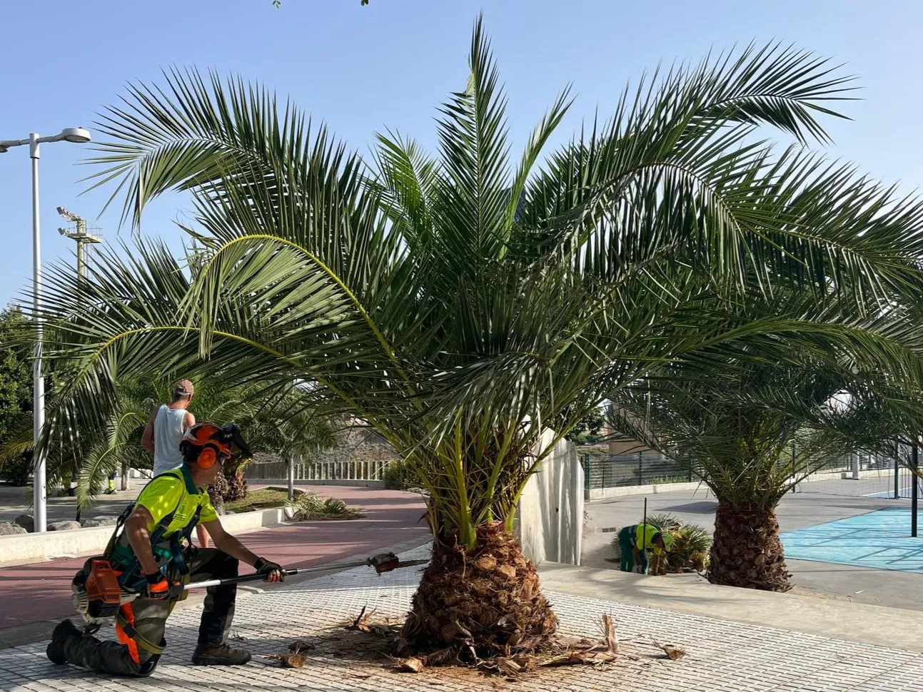 Mantenimiento Parques y Jardines en Las Palmas de Gran Canaria. AYUNTAMIENTO LPA