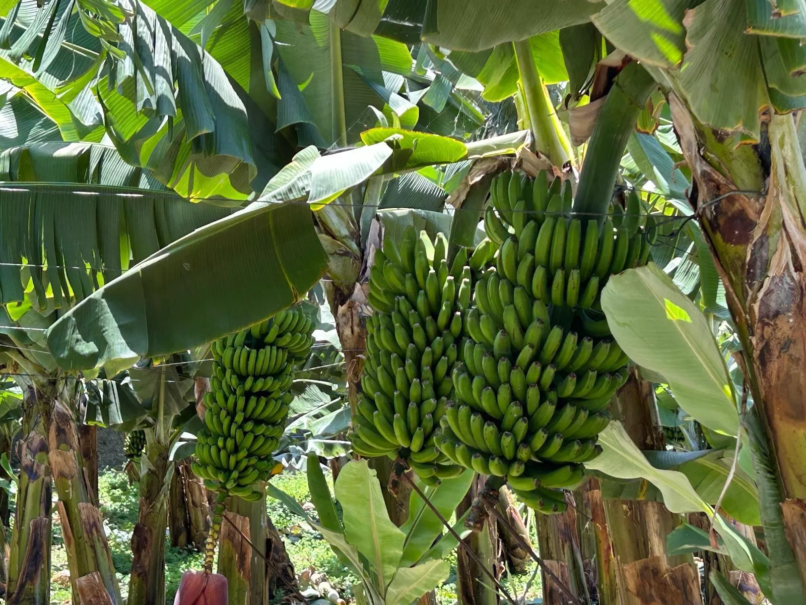 Imagen de plátano de Canarias. / GOBIERNO DE CANARIAS