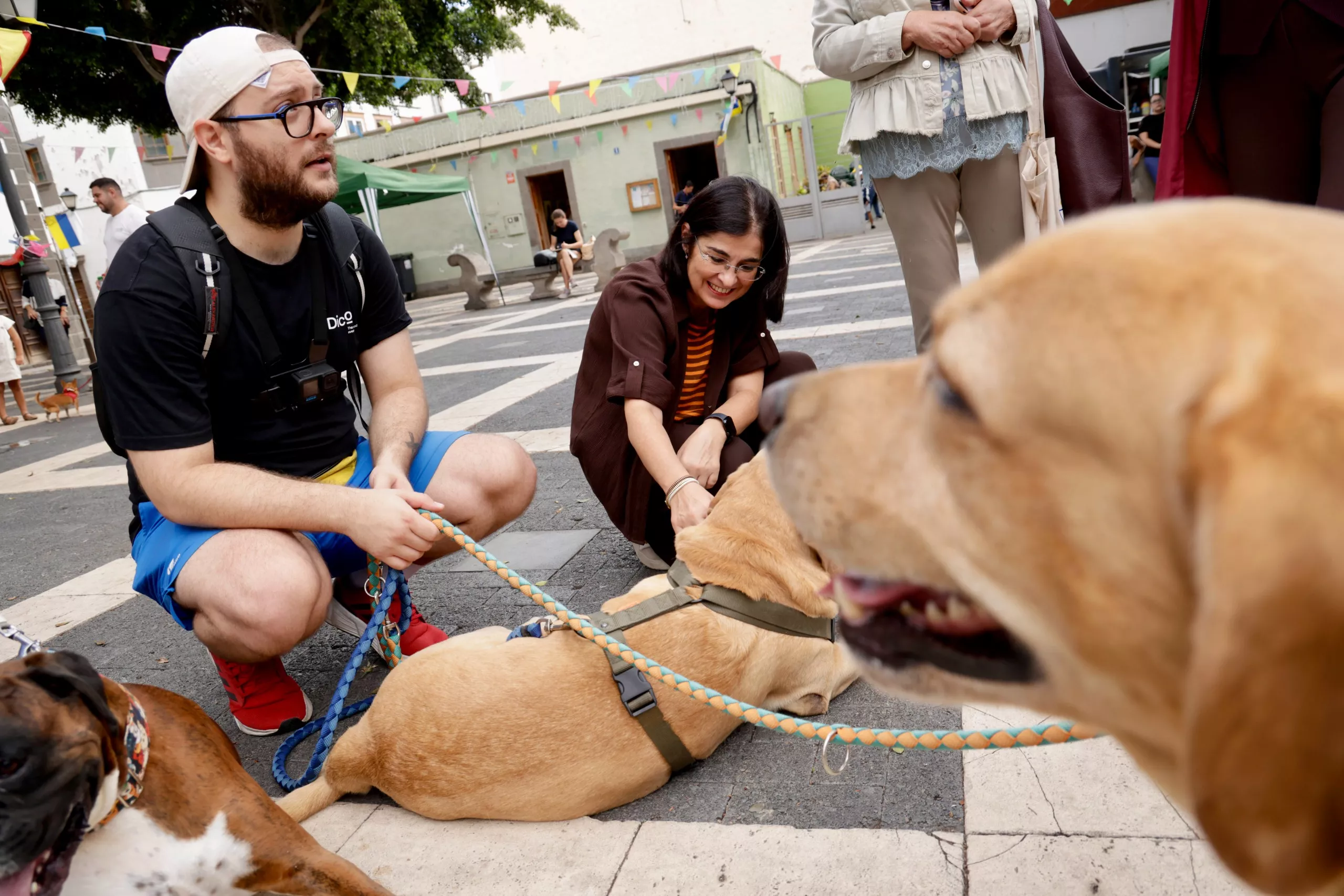 La alcaldesa, Carolina Darias, junto a dos ejemplares de labradores en 'De patas por Vegueta'
