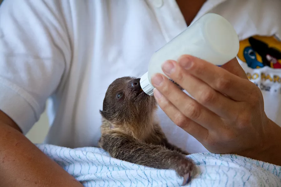 Loro Parque obtiene la recertificación de la Global Humane Society. / CEDIDA