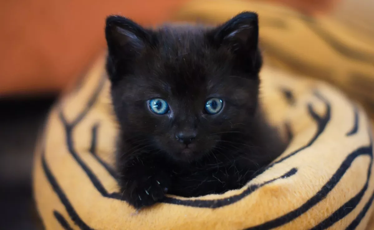Imagen de un gato negro / CANVA