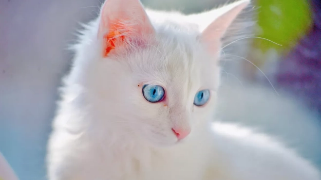 Imagen de un gato blanco / CANVA Imagen de un gato blanco / CANVA
