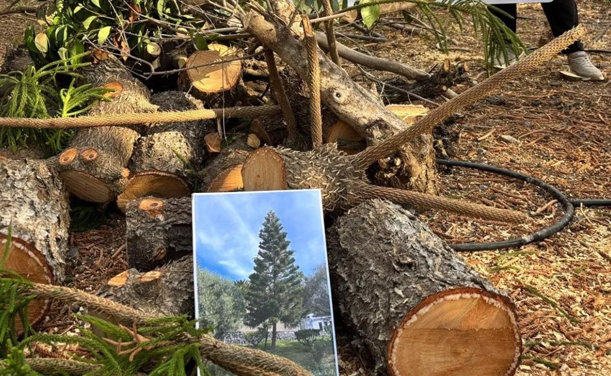 Imagen tras la tala de una araucaria y otros árboles en el barrio de La Salud |CEDIDA
