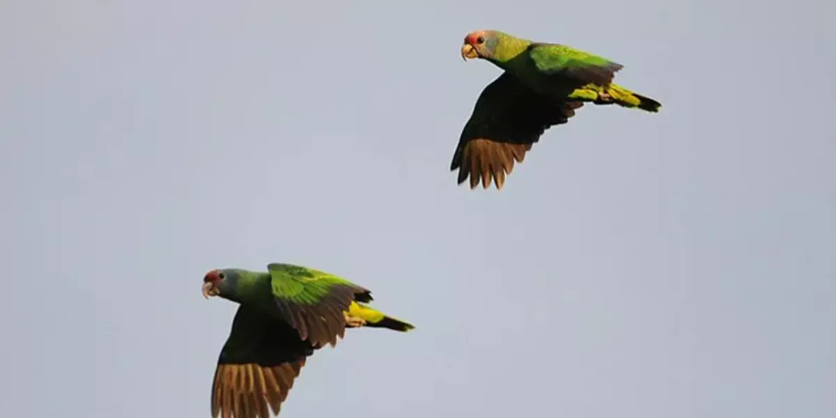 Imagen de loro amazona colirroja