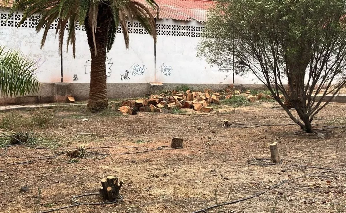 Imagen de lo que queda en San Gerardo de la araucaria de 20 años y del falso pimentero de más de 40 años |CEDIDA