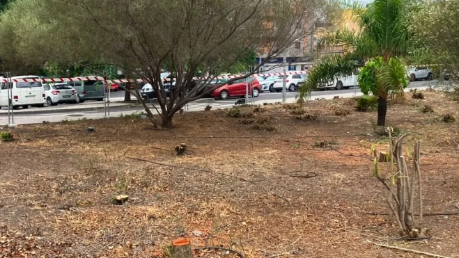 Estado actual de la zona arbolada de San Gerardo tras la tala |CEDIDA Estado actual de la zona arbolada de San Gerardo tras la tala |CEDIDA