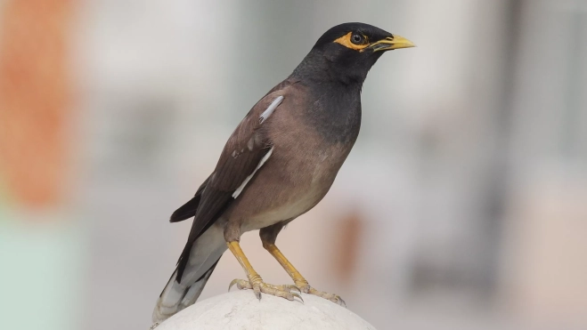 Common myna, (Acridotheres tristis). / IPNA-CSIC Common myna, (Acridotheres tristis). / IPNA-CSIC