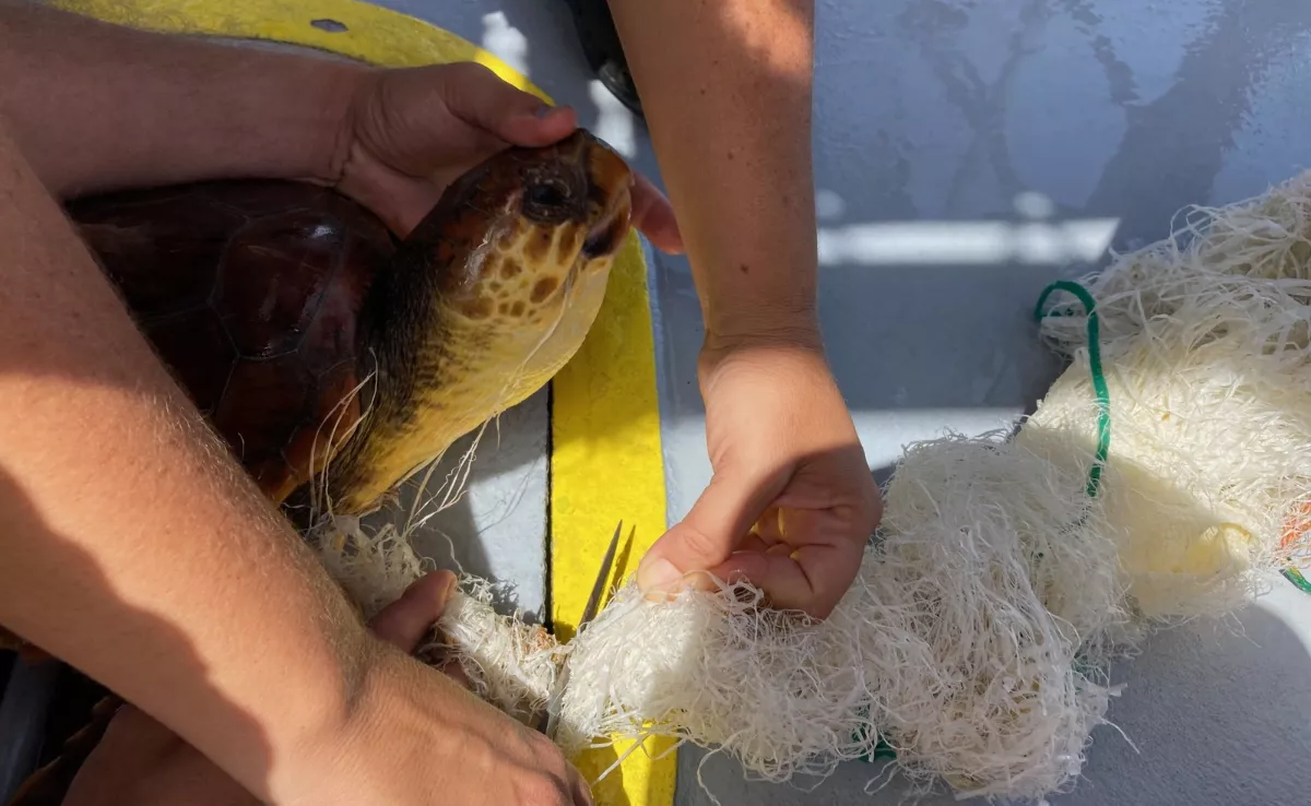 Imagen del rescate de una tortuga durante la investigación de las zonas protegidas / ULPGC